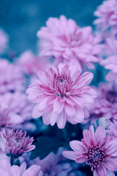 Purple Flower With Blue Background